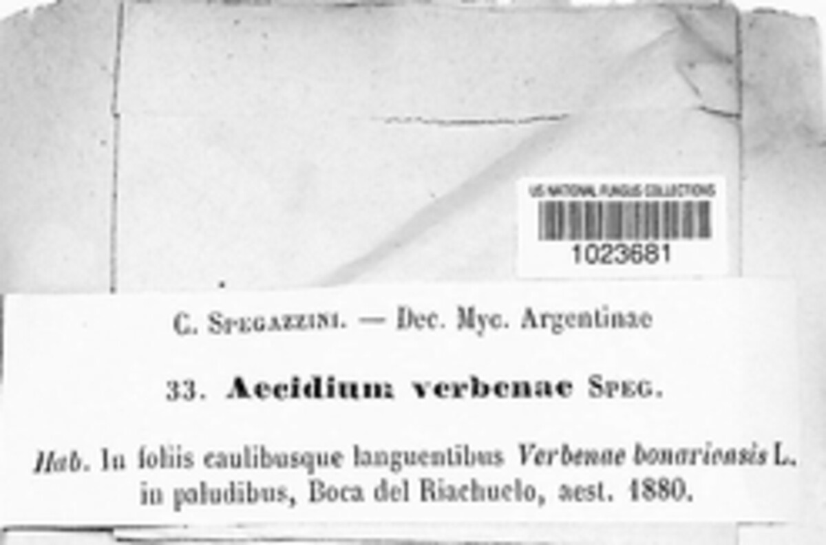 Aecidium verbenae image
